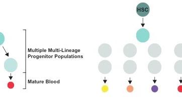Figure 1. Mechanisms of haematopoietic differentiation: The schematic on the left depicts a classic model of differentiation with discrete progenitor cell types that bifurcate in a tree structure. The schematic on the right depicts an updated model where rare single cells have multi-lineage ability but the majority of single cells are lineage restricted.