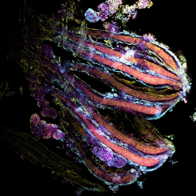 The image displays an optical section of an ovariole (a serial unit of an ovary, female reproductive organ) of a honeybee queen pupae. Ovarioles were stained with phalloidin (in cyan) for filamentous cellular actin visualisation, cell membrane dye (in magenta) and cell nuclei (with DAPI in yellow).