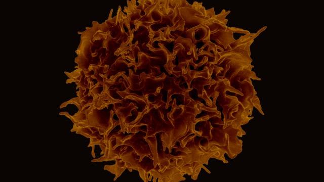 We see a single T Lymphocyte on a black background. This is a colorized scanning electron micrograph image showing the 3D shape of the cell.