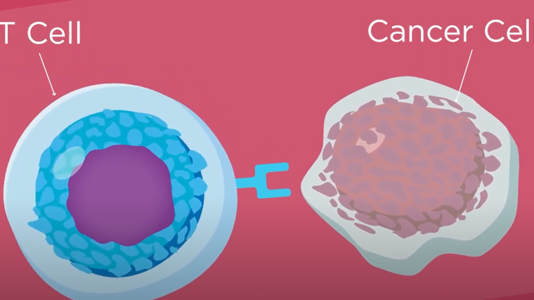 Animation showing a t cell and a cancer cell.