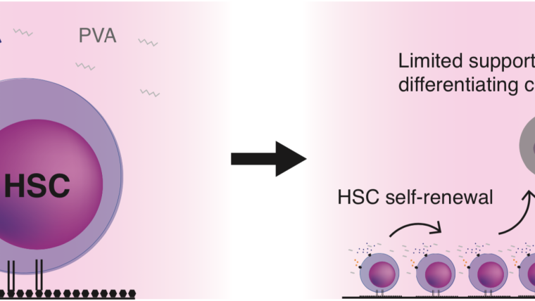 Haematopoietic stem cells (HSCs) support blood system homeostasis and are also used clinically in cell and gene therapies. We are studying the biology of this important stem cell population with the aim of developing new HSC-based therapies.